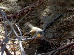 Image of Prinia maculosa psammophila Clancey 1963