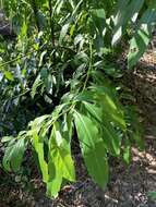 Image of Ehretia longiflora Champion ex Benth.