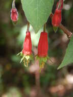 Image of Splendid Fuchsia