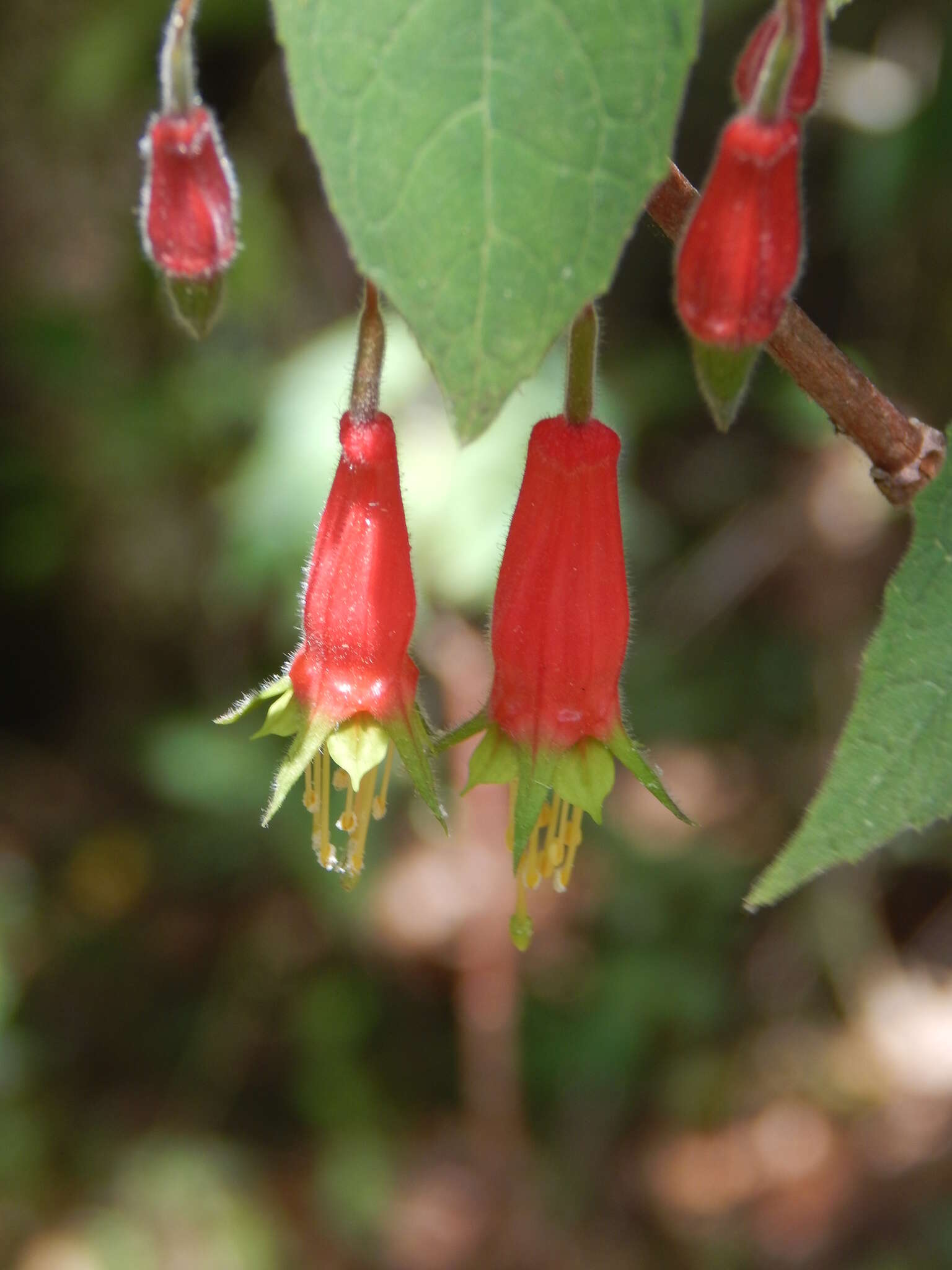 Imagem de Fuchsia splendens Zucc.