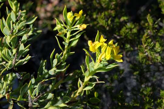 Image of <i>Rafnia capensis</i> subsp. <i>pedicellata</i>