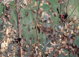 Image of Red-backed Fairy-wren