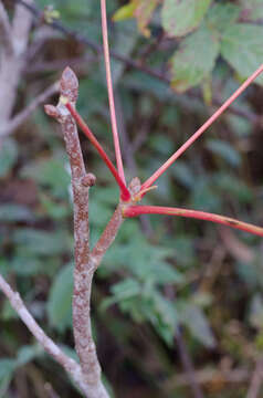 Sivun Aesculus sylvatica W. Bartram kuva