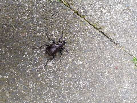 Imagem de Calosoma (Calosoma) inquisitor (Linnaeus 1758)