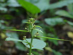 Sivun Baliospermum solanifolium (Burm.) Suresh kuva