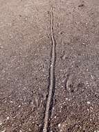 Image of Angel Island chuckwalla