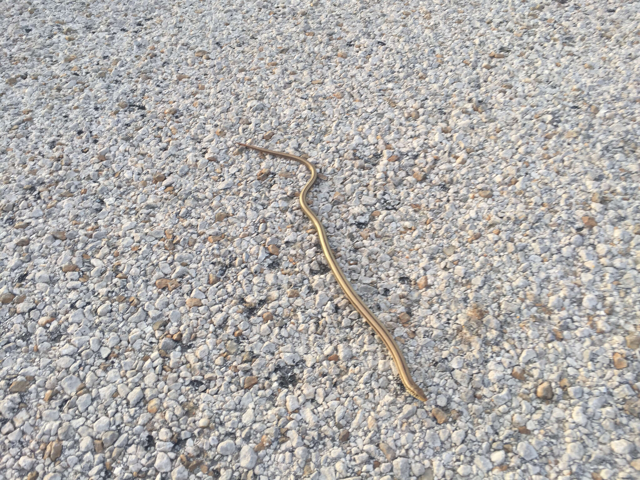 Image of Glass Lizards