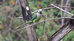 Image of Blue-winged Parakeet