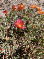 Image of Lampranthus glaucoides (Haw.) N. E. Br.