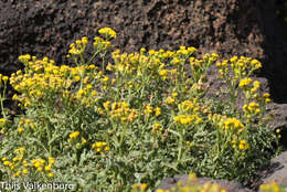 Image of Senecio incrassatus Lowe