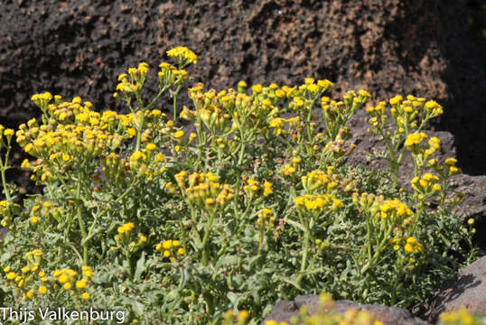 Imagem de Senecio incrassatus Lowe