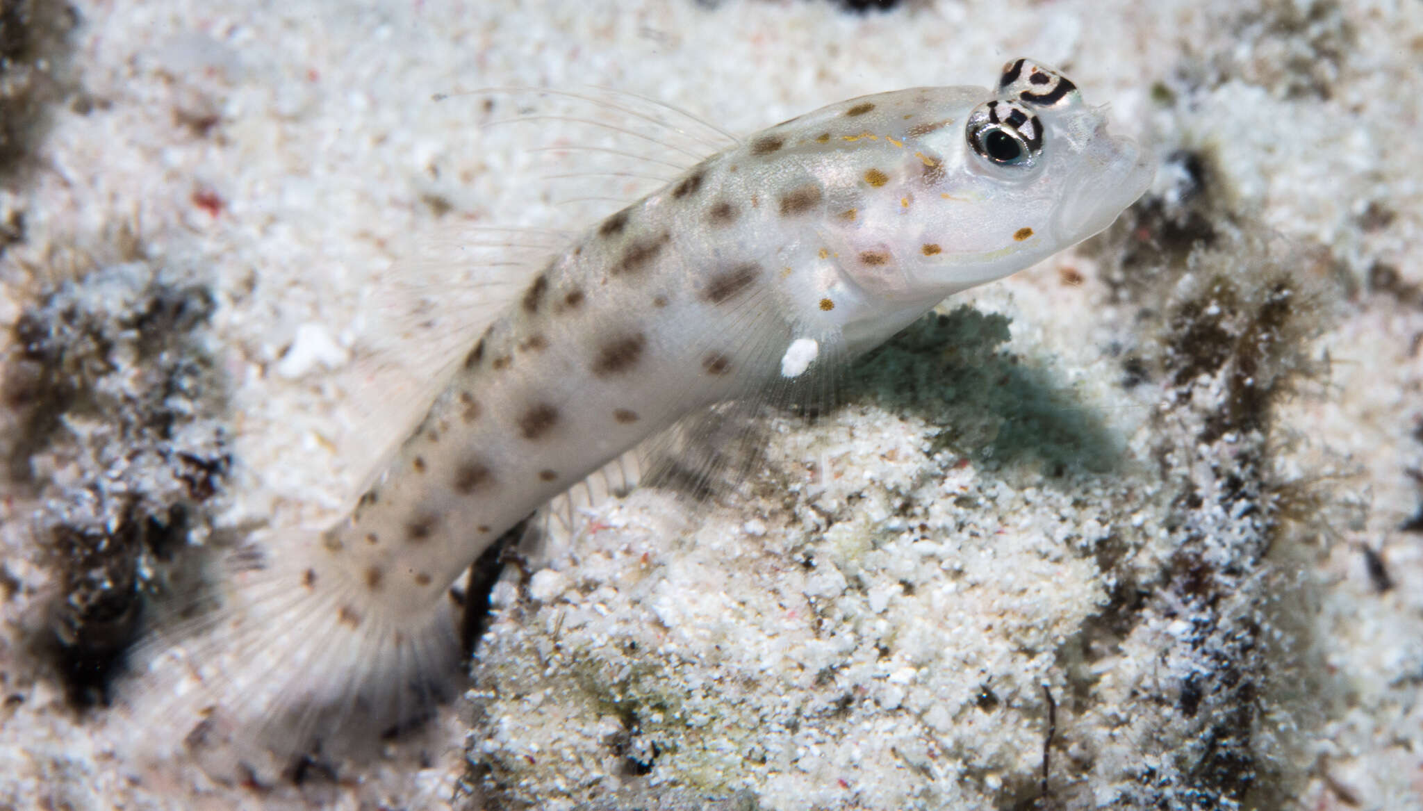 Image of Prawn-goby prawngoby shrimp-goby