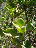 Image of Cotyledon velutina Hook. fil.