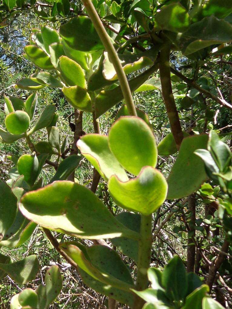 Image of Cotyledon velutina Hook. fil.