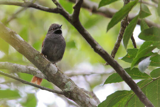 Image of Gray-bellied Spinetail