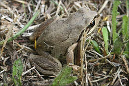 Image of Alpine Tree Frog