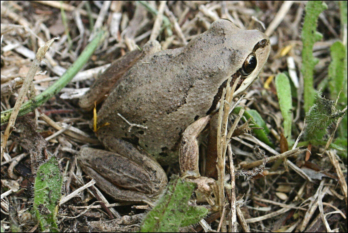 صورة Litoria verreauxii (Duméril 1853)