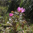Image of Paeonia mascula subsp. russoi (Biv.) Cullen & Heywood
