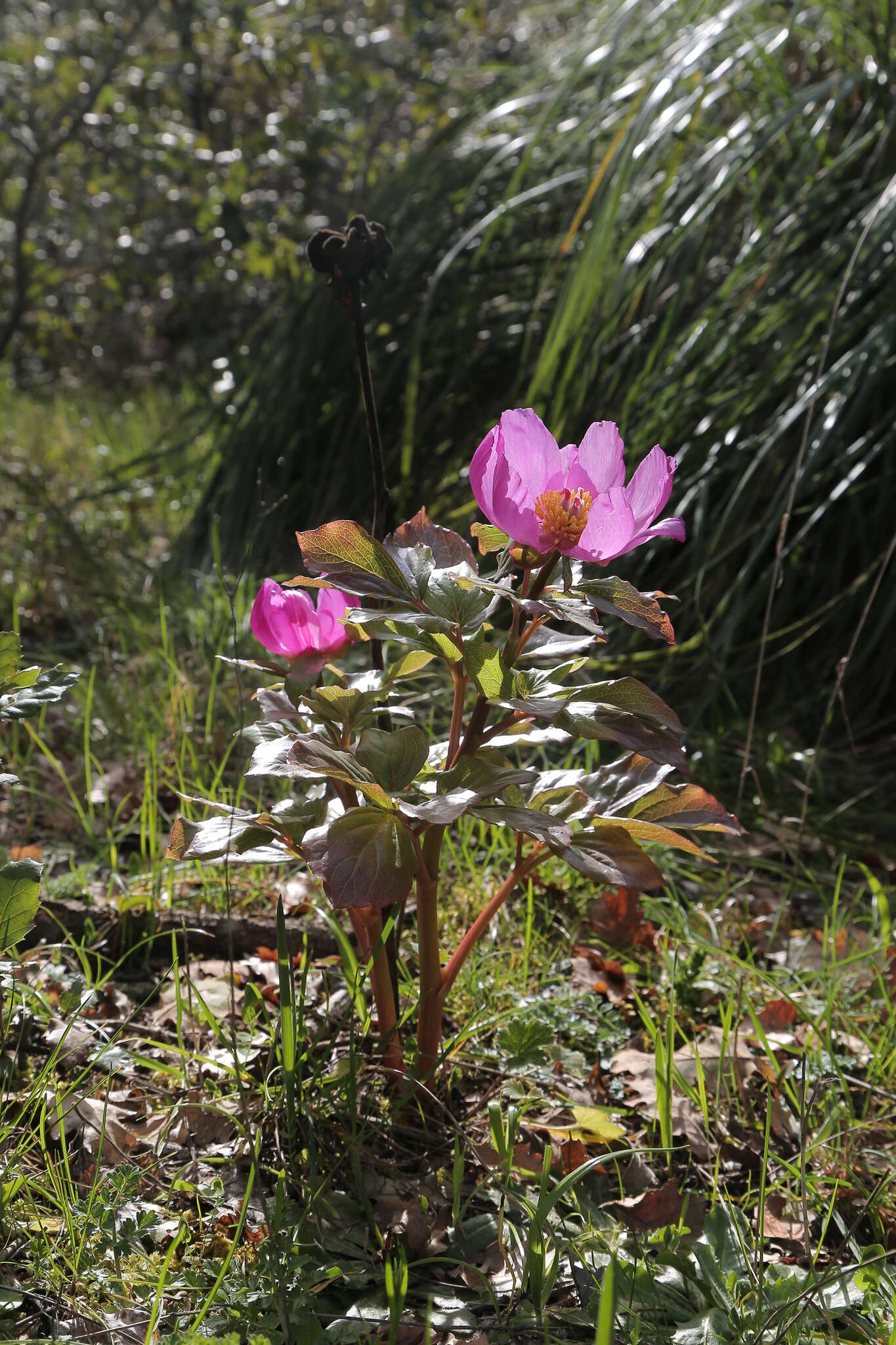 Image of Paeonia mascula subsp. russoi (Biv.) Cullen & Heywood