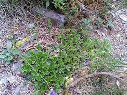 Image of Alchemilla saxatilis Buser