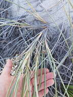 Image of bristly lovegrass