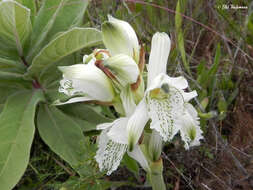 Image of Chloraea piquichen (Lam.) Lindl.