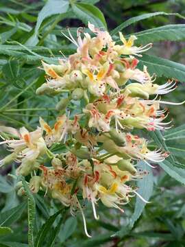 صورة Aesculus glabra var. arguta (Raf.) B. L. Robins.