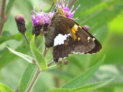 Image of Silver-spotted Skipper