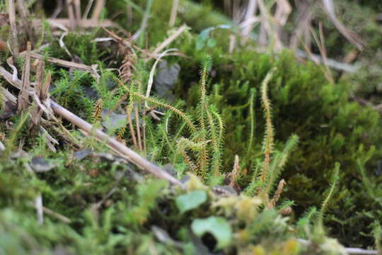 Image of Oriental clubmoss