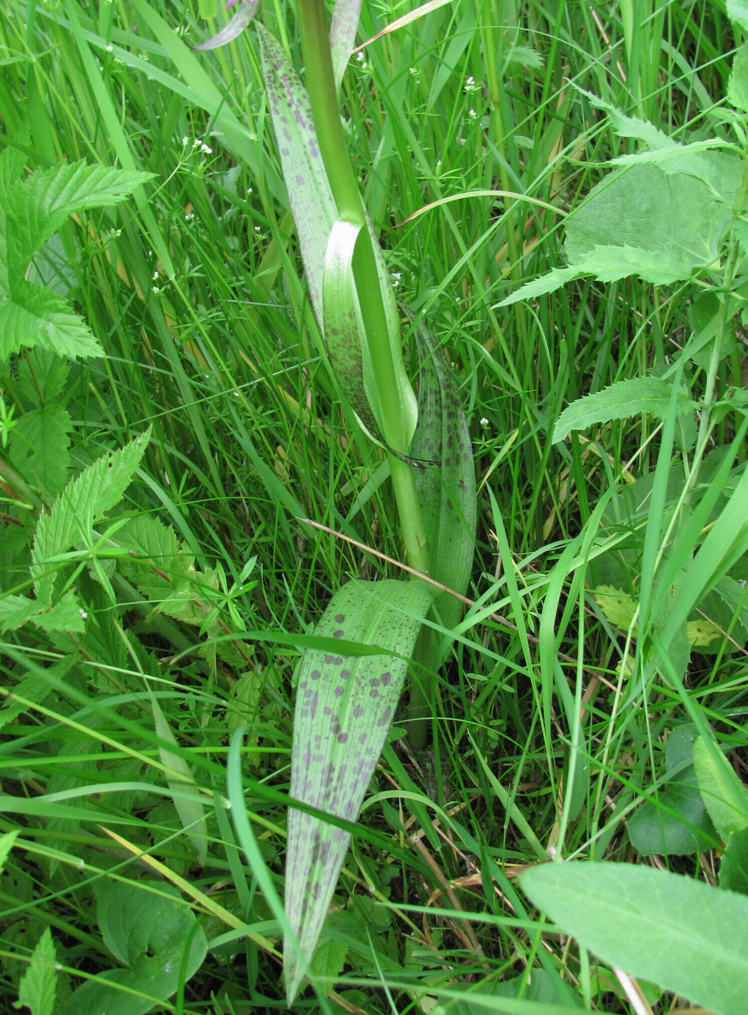 Image de Orchis rouge sang