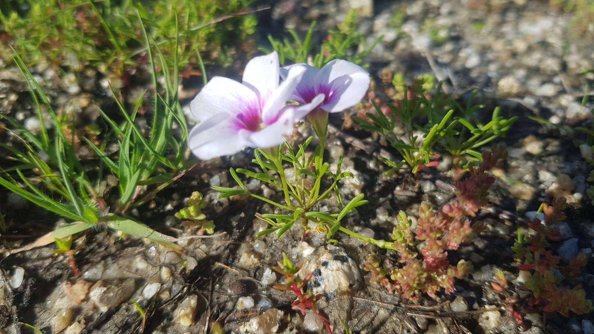 Sivun Oxalis pusilla Jacq. kuva