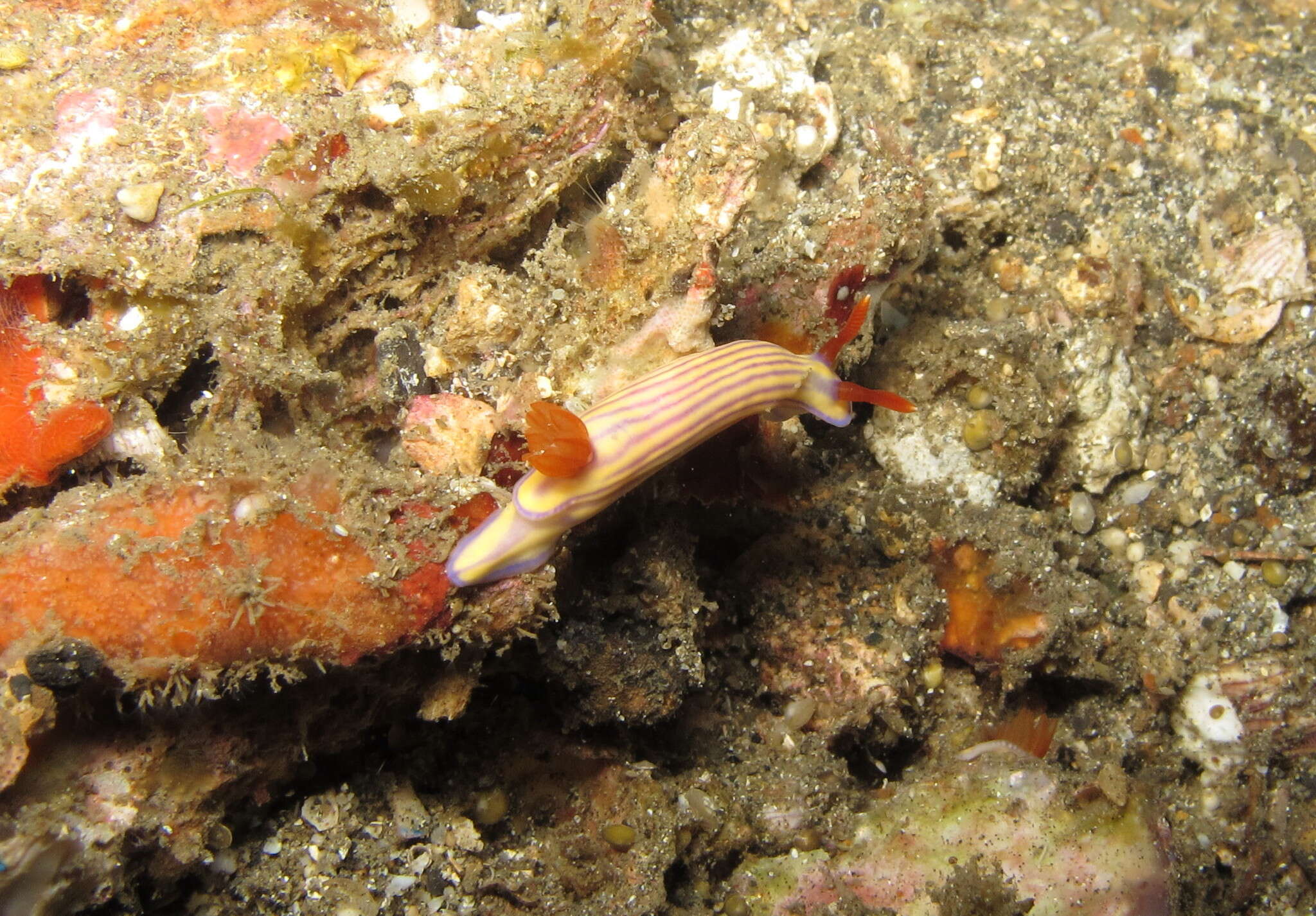 Image of Orange gilled purple lined white slug