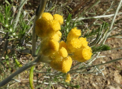 Image de Helichrysum stoechas subsp. barrelieri (Ten.) Nym.