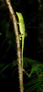 Pseudocalotes tympanistriga (Gray 1831) resmi