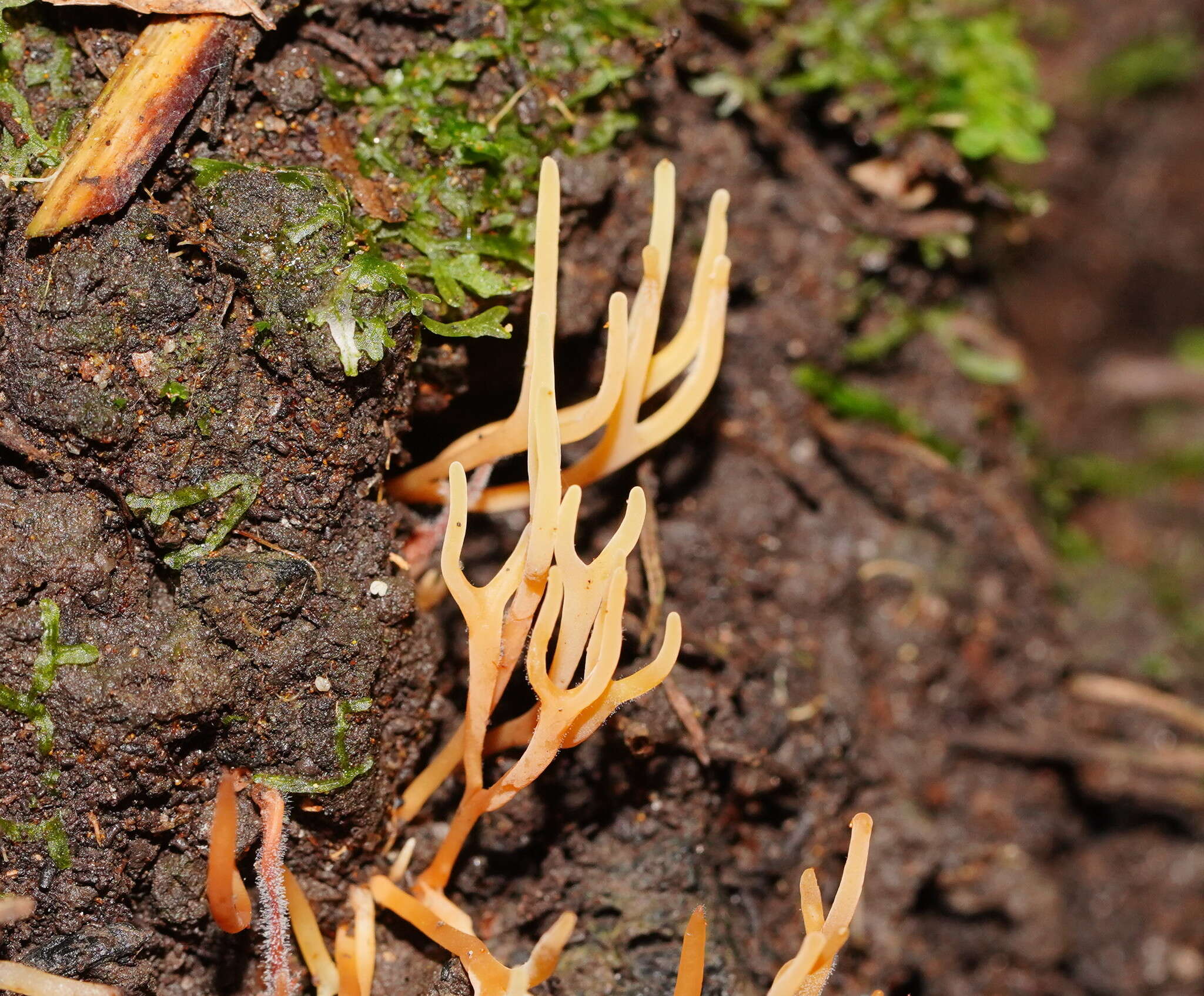 Image of Ramariopsis bicolor R. H. Petersen 1988