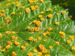 Image of Phragmidium rubi-idaei (DC.) P. Karst. 1878