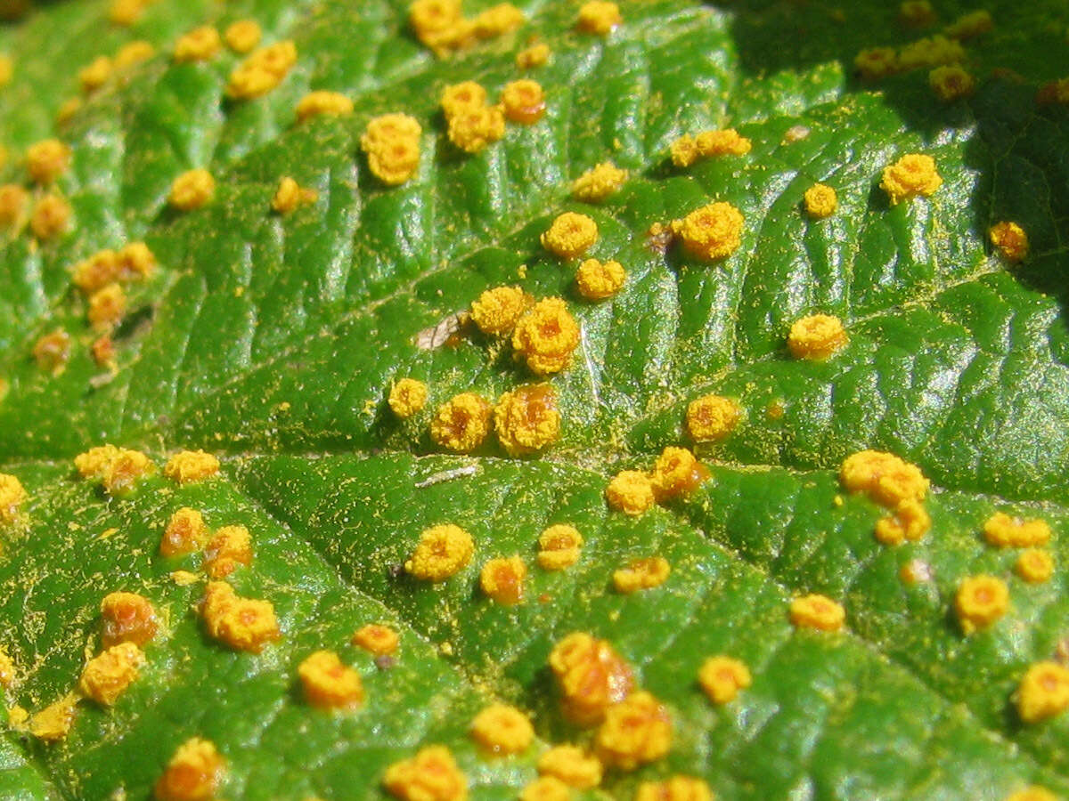 Image of Phragmidium rubi-idaei (DC.) P. Karst. 1878