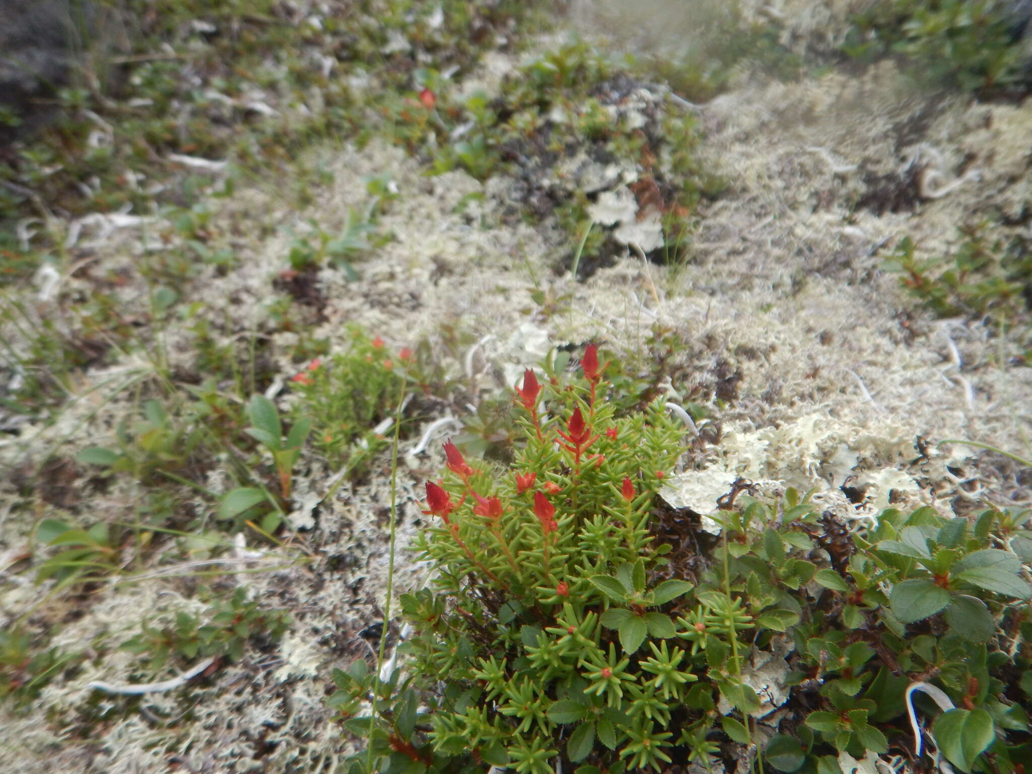 Image of Rhodiola quadrifida (Pallas) Fischer & Meyer