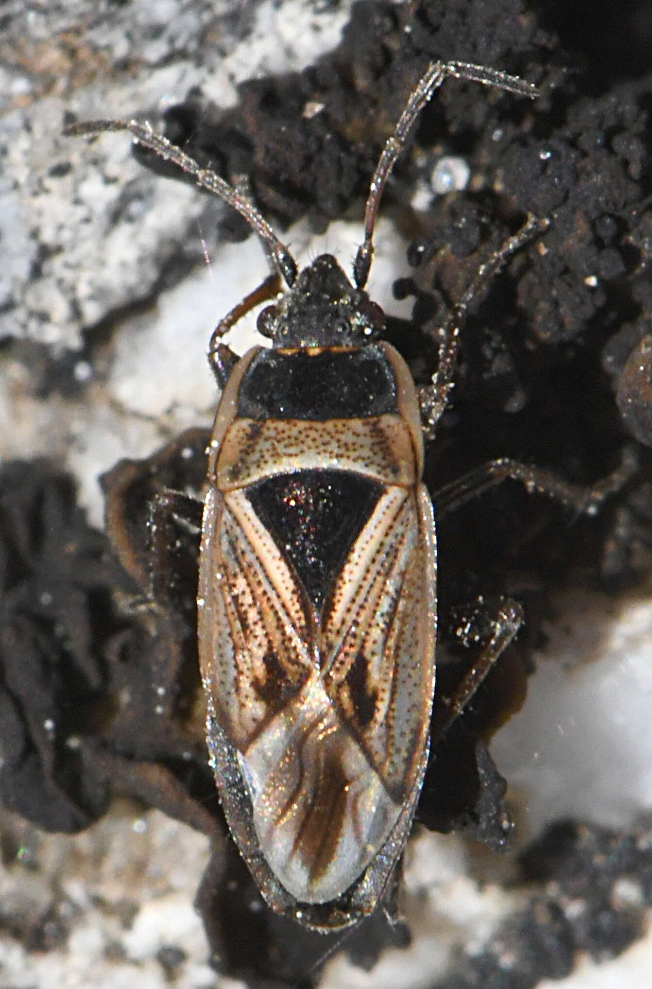 Rhyparochromus (Xanthochilus) quadratus (Fabricius & J. C. 1798) resmi