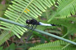 Слика од Orthetrum triangulare (Selys 1878)