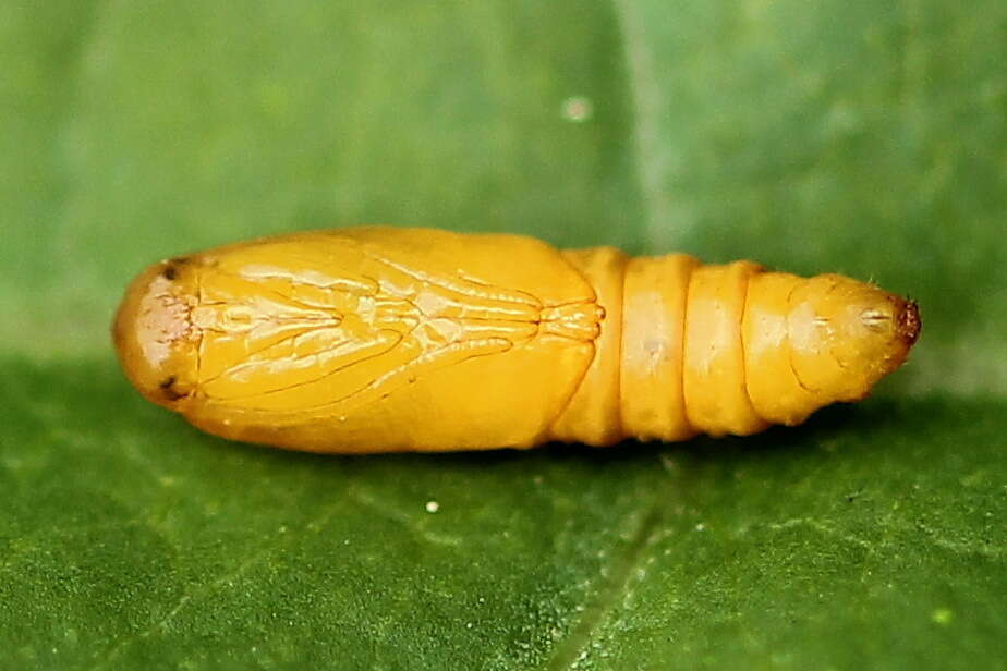 Imagem de Acleris holmiana Linnaeus 1758