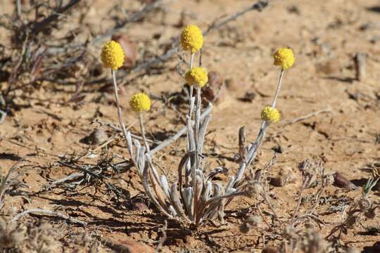 Image de Siloxerus tomentosus (Wendl.) Ostenf.