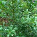 Imagem de Ilex maximowicziana Loes.