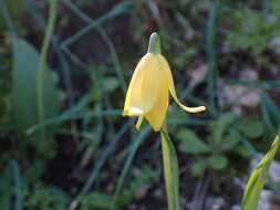 Image of Fritillaria sibthorpiana (Sm.) Baker