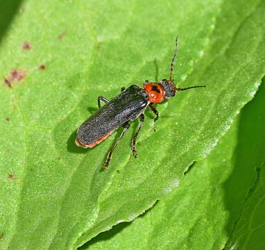 Image of Cantharis rustica Fallén 1807