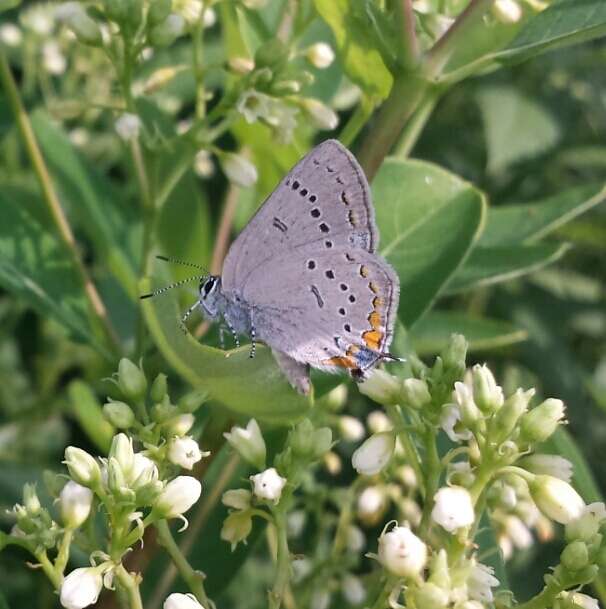 صورة Satyrium acadica (Edwards 1862)