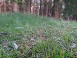 Image of silver hairgrass