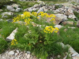 Image of Descurainia tanacetifolia (L.) Prantl