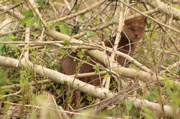 Image of Jaguarundi