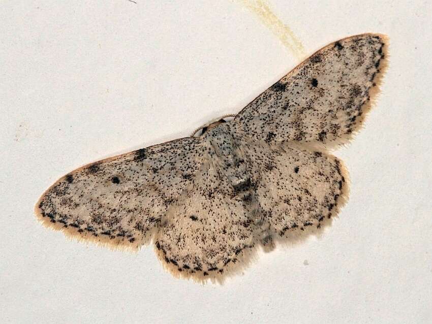 Image of Idaea camparia Herrich-Schäffer 1851